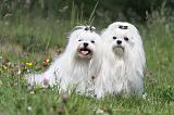 BICHON MALTAIS 017